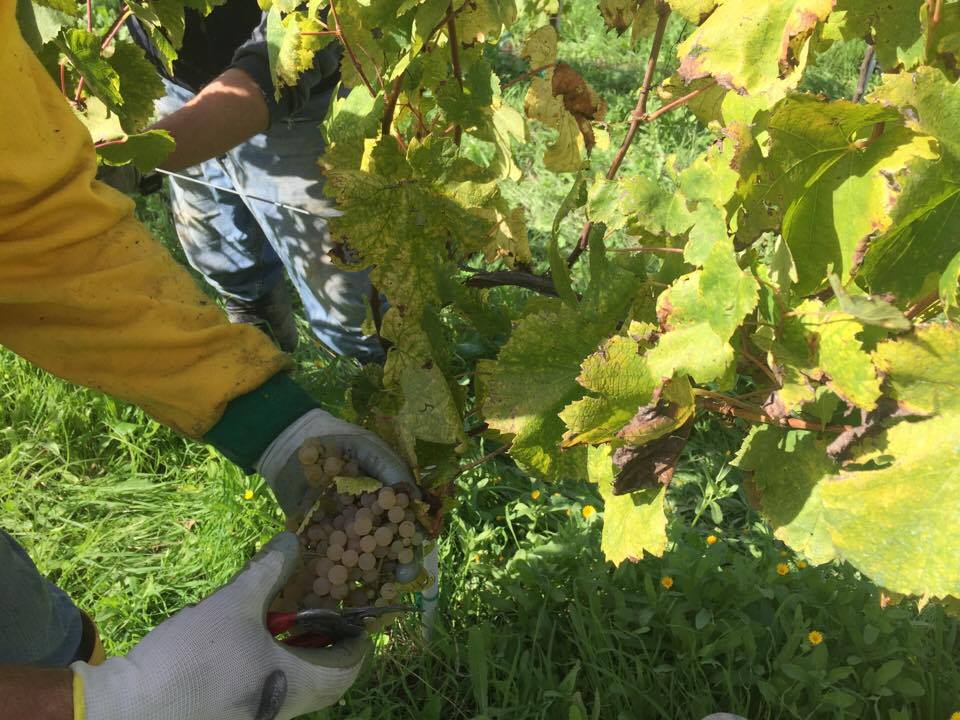hand picking greco grapes