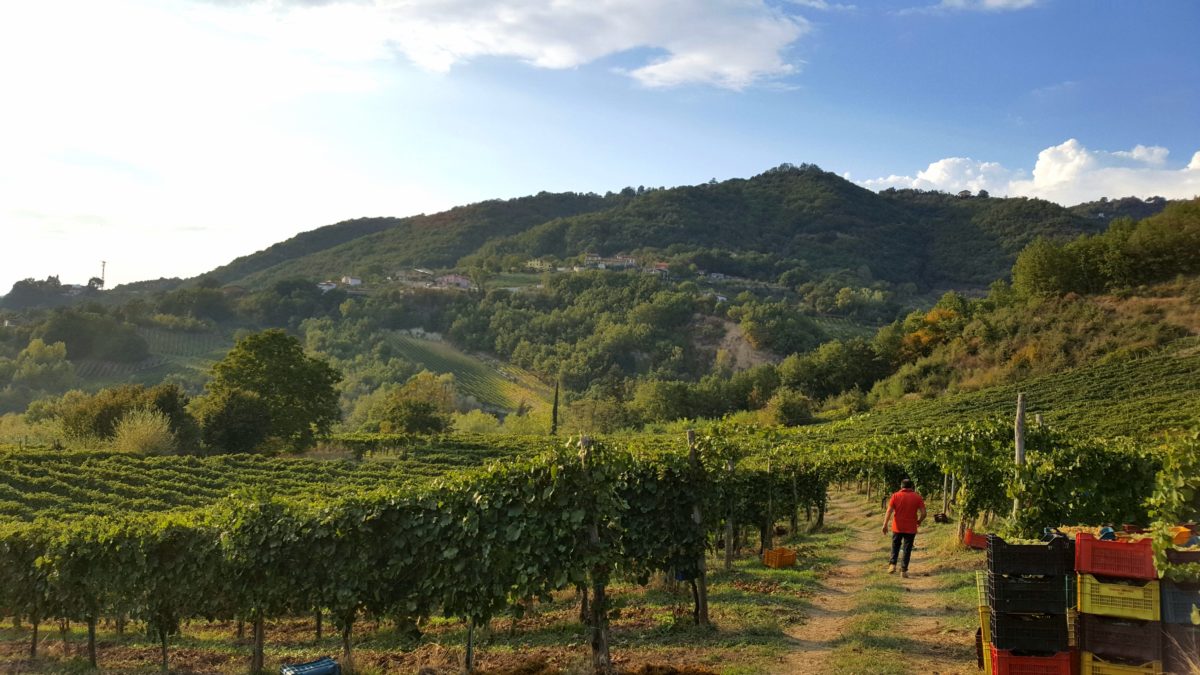 Laure Vineyard during the harvest