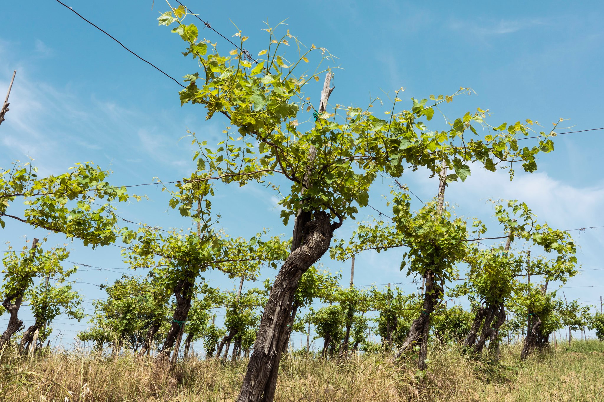 Vigna Serrone, Tufo