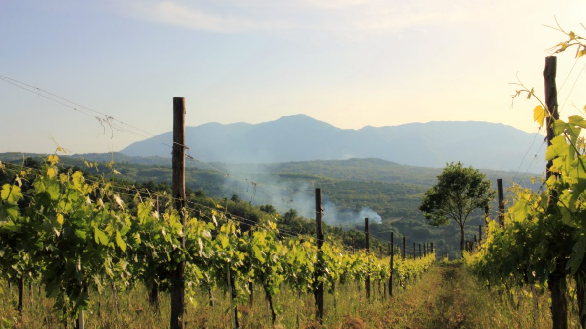 view of Ortale Vineyard