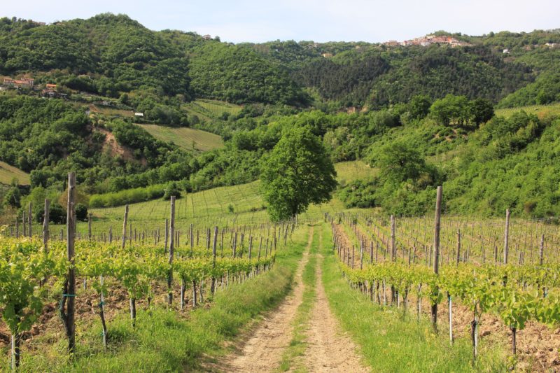 Laure Vineyard, Tufo