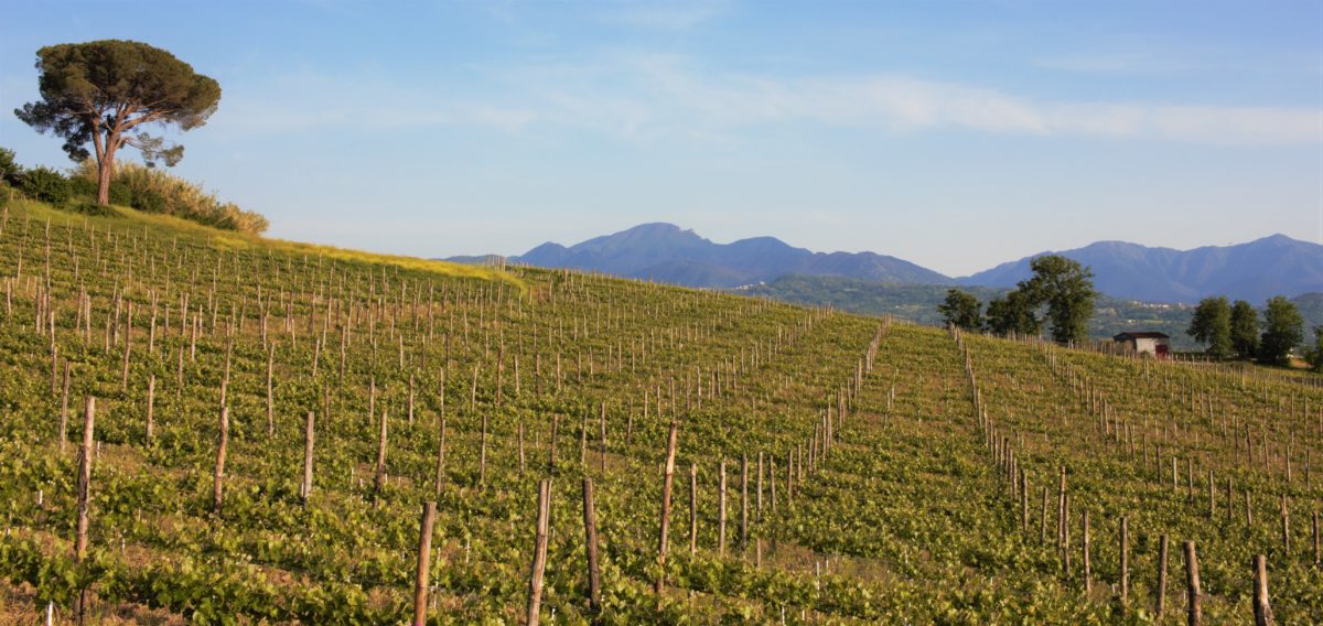 View of Ortale Vineyard in Tufo