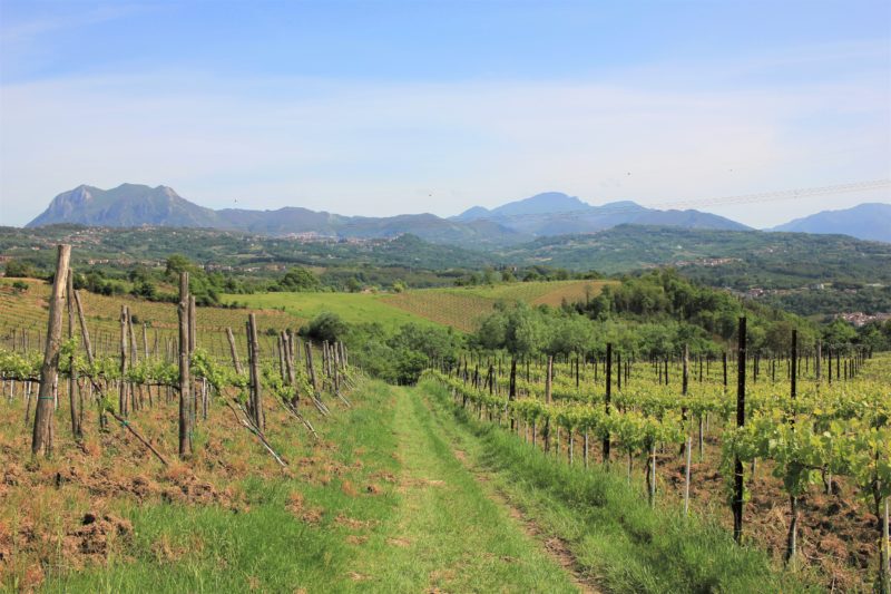 Vigna Serrone, Tufo