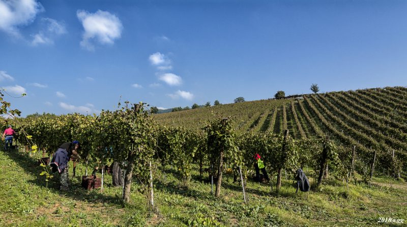 Vigna Serrone