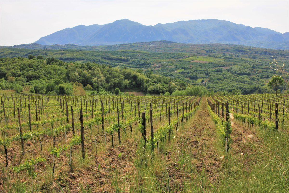 Vigna Ortale, Tufo