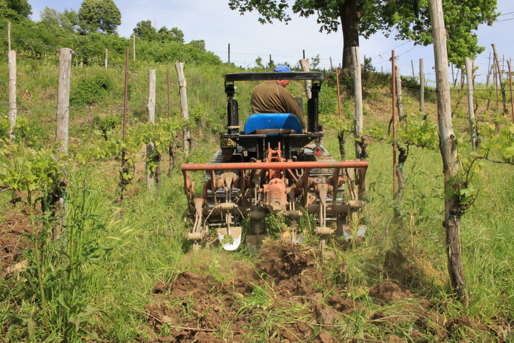 Operazione di vangatura in Vigna Ortale; Tufo